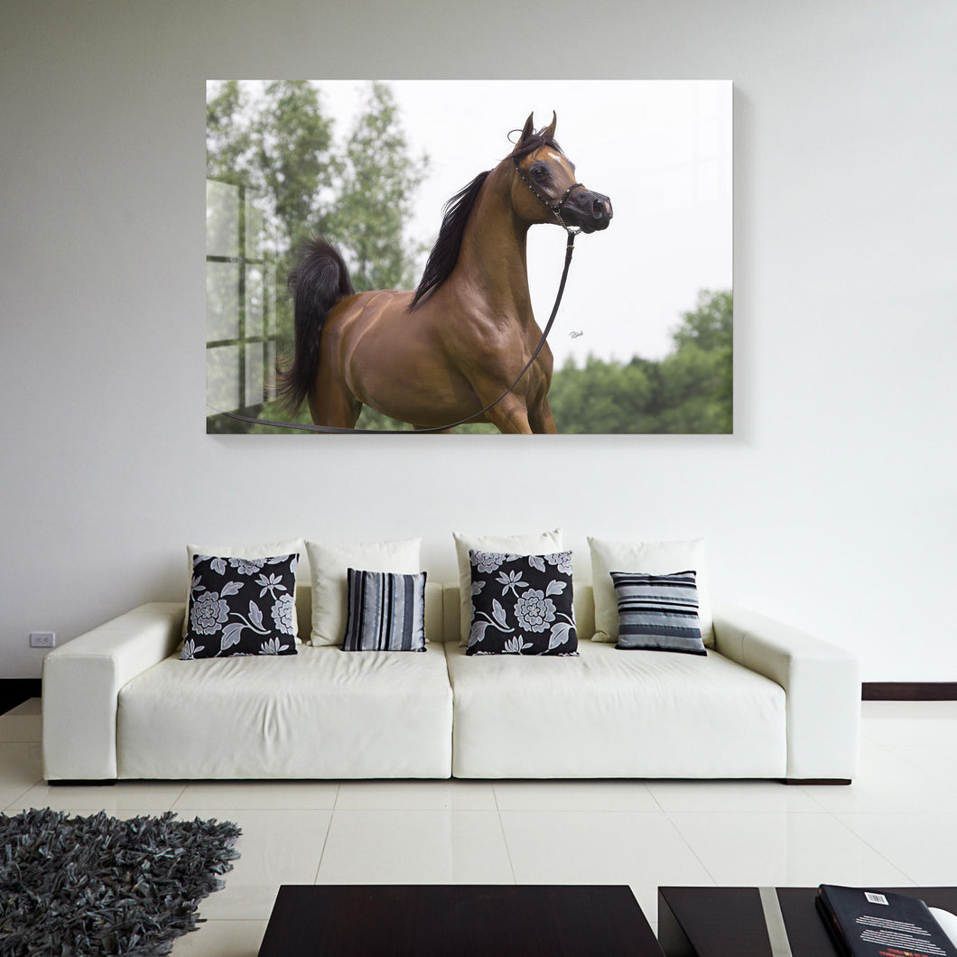 Tempered Glass a Arabian Horse #66