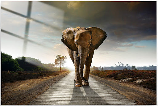 Tempered Glass Elephant Walking #9